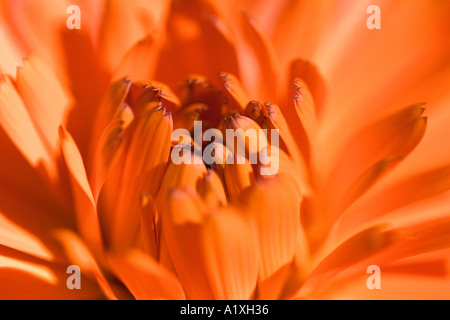 Genre Tagetes. Pétales de souci Déploiement Orange Banque D'Images