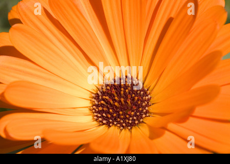 Genre Tagetes. Sunburst Orange. Fleurs de souci édifiant son visage pour le soleil Banque D'Images