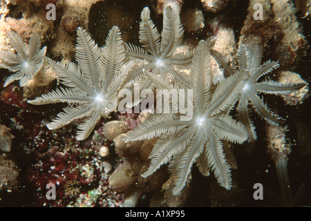 Flower soft coral Clavularia sp Hog s souffle Pacifique Sud Australie Mer de Corail Banque D'Images