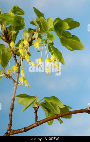 Fleur de chêne pédonculé Quercus robur der Bluete Sommereiche freistellbar Banque D'Images