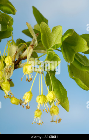 Fleur de chêne pédonculé Quercus robur der Bluete Sommereiche freistellbar Banque D'Images