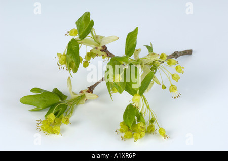 Fleur de chêne pédonculé Quercus robur der Bluete Sommereiche Banque D'Images