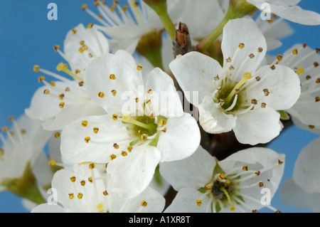 Fleur de prunellier Prunus spinosa Schlehe Bluete Nahaufnahme Détail close up Banque D'Images