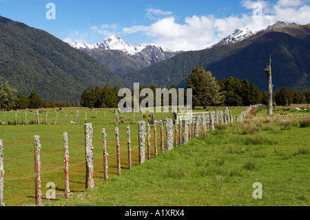 Les terres agricoles près de Fox Glacier Côte ouest de l'île du Sud Nouvelle-Zélande Banque D'Images