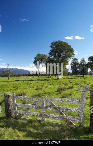 Gate et de terres agricoles près de Fox Glacier Côte ouest de l'île du Sud Nouvelle-Zélande Banque D'Images