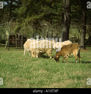 Chèvre ANGORA AVEC DES CHÈVRES COMMUNES/GÉORGIE Banque D'Images