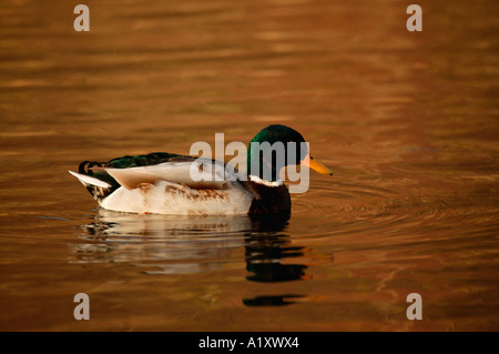 Canard colvert mâle Anas platyrhnchos Duddingston Loch, natation sur, Édimbourg, Écosse Banque D'Images