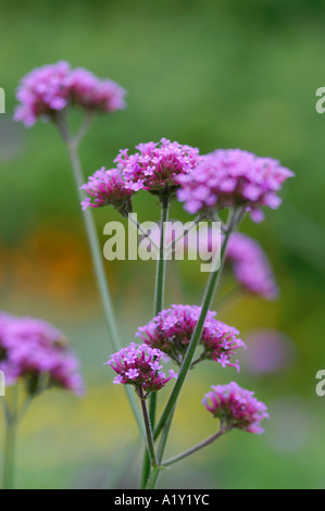 Verbena bonariensis Banque D'Images