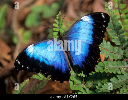 Papillon bleu, la Serra dos Orgaos NP, Teresopolis, près de Rio de Janeiro, Brésil Banque D'Images