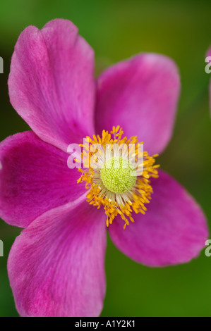 Anemone hupehensis Bowles Pink Banque D'Images