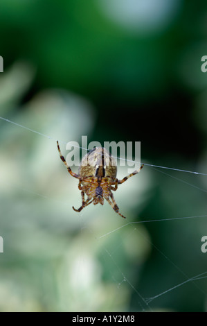 Jardin Araignée Araneus diadematus sur son Webb Banque D'Images