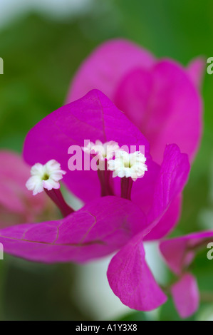 Bougainvillea glabra close up Banque D'Images