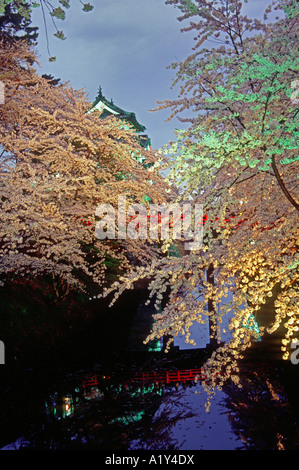 La vue de nuit les fleurs de cerisier au château d'Hirosaki à Aomori Japon Asie Banque D'Images