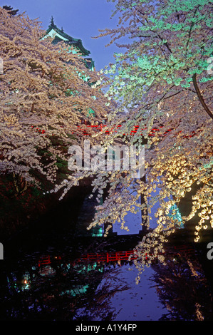 La vue de nuit les fleurs de cerisier au château d'Hirosaki à Aomori Japon Asie Banque D'Images