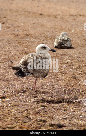 Jeune Goéland argenté Larus argentatus Banque D'Images