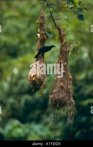 Vacher géant à Oropendola nest Scaphidura oryzivora Tobago Antilles Caraïbes Caraïbes Banque D'Images