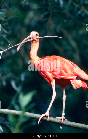 Roter Sichler Scharlachibis Ibis Rouge Eudocimus ruber Banque D'Images