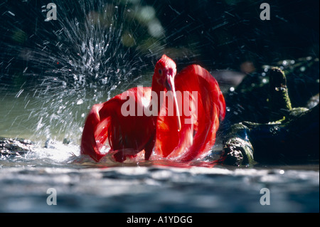 Roter Sichler Scharlachibis Ibis Rouge Eudocimus ruber Banque D'Images