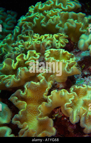 Corail cuir Sarcophyton sp Namu Marshall, Îles du Pacifique n'atoll Banque D'Images