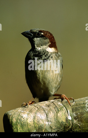 Homme Moineau domestique (Passer domesticus) dans un jardin. Powys, Pays de Galles. Banque D'Images