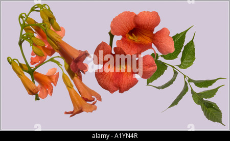 Bignonia. Grappe de fleurs feuilles Macro flowerheads Surrey Angleterre Août Banque D'Images