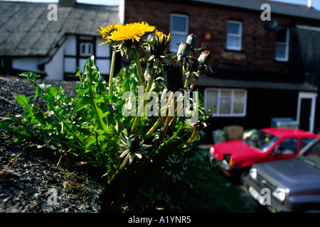 Le pissenlit (Taraxacum sp.) floraison sur un mur d'un parking. Llanidloes, Powys, Pays de Galles. Banque D'Images
