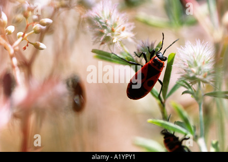 (Pyrrhocoris apterus bug d'incendie). Ariege Pyrenees, France. Banque D'Images