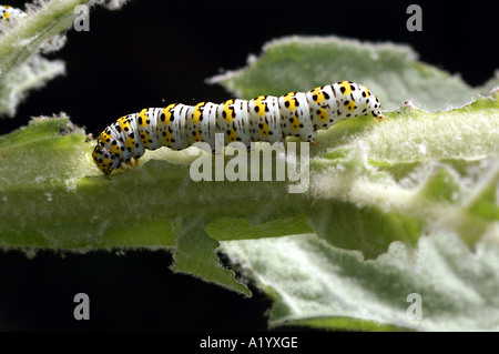 Mullein moth chenille se nourrit de grandes feuilles de molène, Dorset, UK Banque D'Images