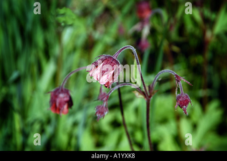 (Geum rivale benoîte de l'eau) en fleur, Dorset UK Banque D'Images