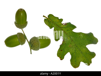 L'anglais ou le chêne pédonculé Quercus robur feuille grappe de glands à la fin de l'été la forme des feuilles lobées Surrey England Banque D'Images