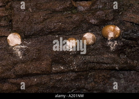 Étoile filante une macro champignon sur la décomposition des pousses log off lors de l'impact des masses de spores par la pluie goutte Surrey England Octobre Banque D'Images