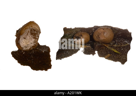 Champignon Sphaerobolus stellatus Shooting Star.Macro champignon Vesse-de-canon sur la décomposition des gouttes de pluie log spores disperse Banque D'Images