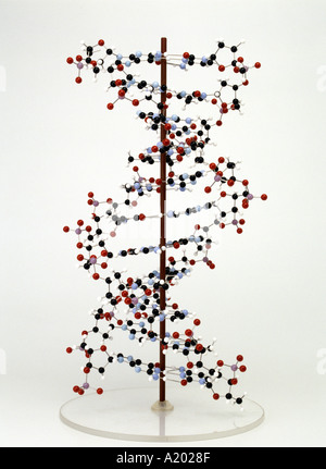 Le modèle moléculaire de l'acide désoxyribonucléique ADN sur le stand vertical Banque D'Images