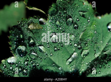L'Irlande, le comté de Kerry, Tralee, gouttelettes d'eau sur une feuille verte, la beauté dans la nature, Banque D'Images