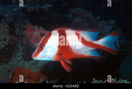 Snapper Lutjanus Sebae Empereur juvénile de la mer de Sulu Sabah Bornéo Malaisie Lankayan Palau longueur maximum 80cm Banque D'Images