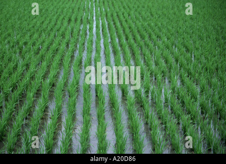 Marais nouvellement plantés en riz aux Philippines Banque D'Images