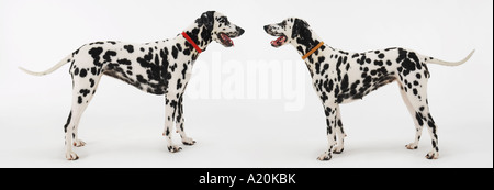 Deux Dalmatiens debout, face à face Banque D'Images