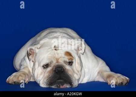Bulldog, allongé, front view Banque D'Images