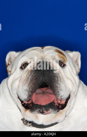 Bulldog, la bouche ouverte, close-up Banque D'Images