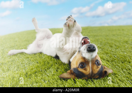 Jack Russell Terrier allongé sur le dos dans l'herbe s'étendant paw Banque D'Images