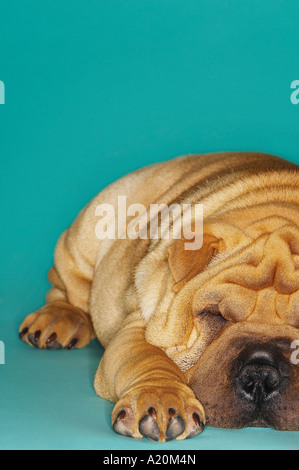 Shar-pei allongé, front view Banque D'Images