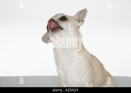 Chihuahua sitting looking up, léchant le nez Banque D'Images