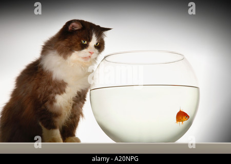 Cat sitting à poissons rouges en aquarium, en vue de côté Banque D'Images