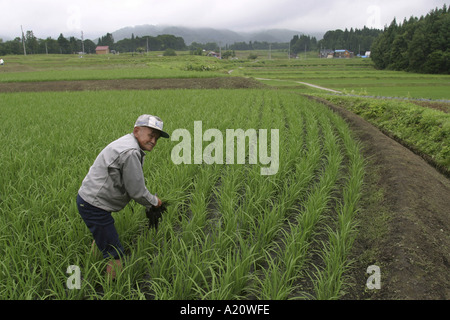 Pensionné japonais Koji Saito, 88 ans arracher les mauvaises herbes de son champ de riz dans le village de Sakae, Nagano Prefecture, Japan Banque D'Images