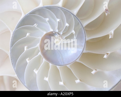 Coquille de Nautile (Nautilus pompilius), la perfection et la symétrie naturelle Banque D'Images