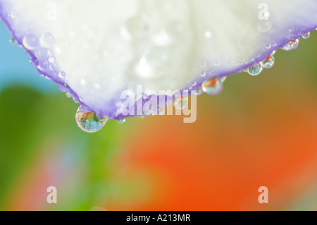 Macrophotographie de réflexions de fleurs dans une goutte de rosée sur une fleur Pansy Portland Oregon Banque D'Images