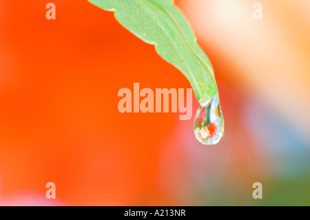 Macrophotographie de réflexions de fleurs dans une goutte de rosée sur une fleur Pansy Portland Oregon Banque D'Images