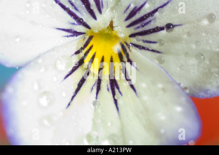 Macrophotographie de réflexions de fleurs dans une goutte de rosée sur une fleur Pansy Portland Oregon Banque D'Images