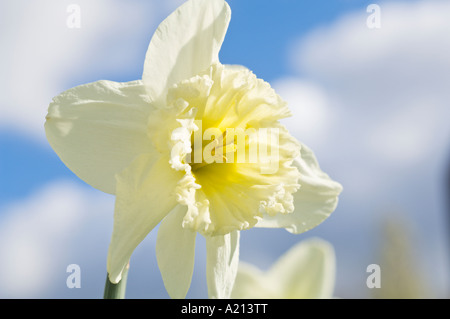 Jonquilles blanc Portland Oregon Banque D'Images