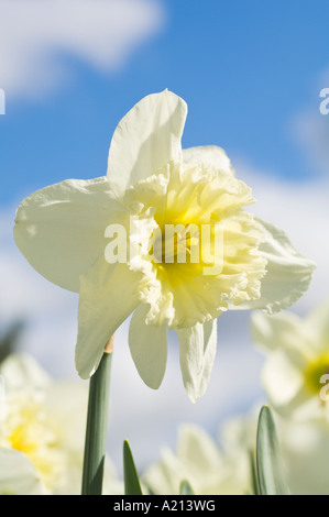 Jonquilles blanc Portland Oregon Banque D'Images